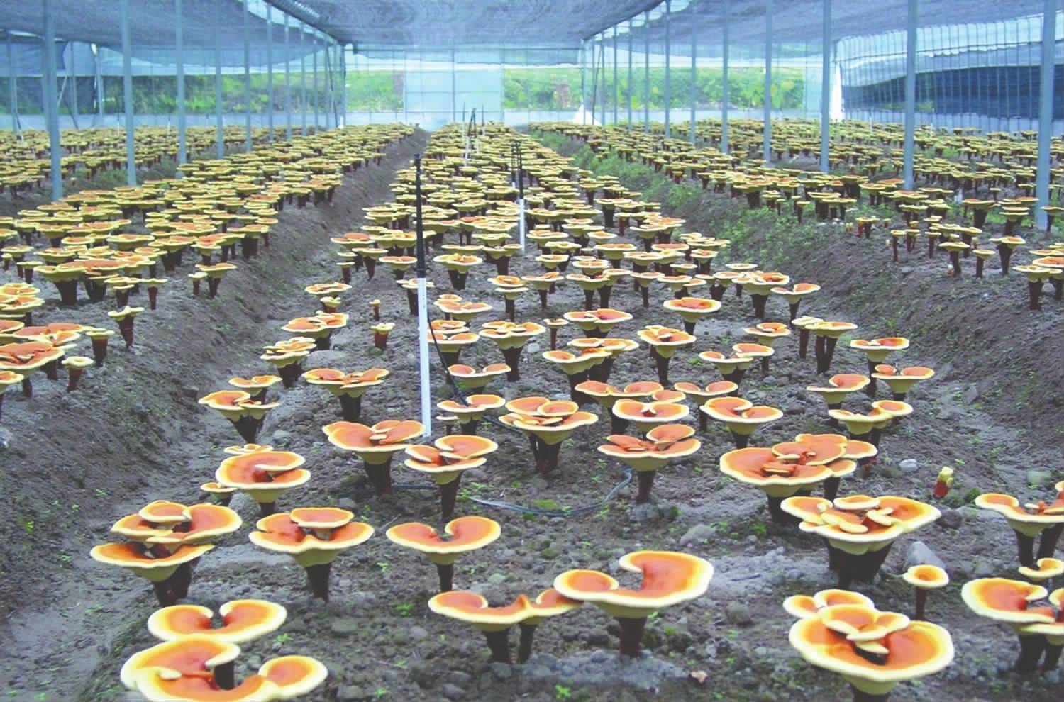 靈芝合作種植技術(shù)指導(dǎo) 攜手武漢澤潤鑫聚農(nóng)業(yè)科技，共享豐收成果
