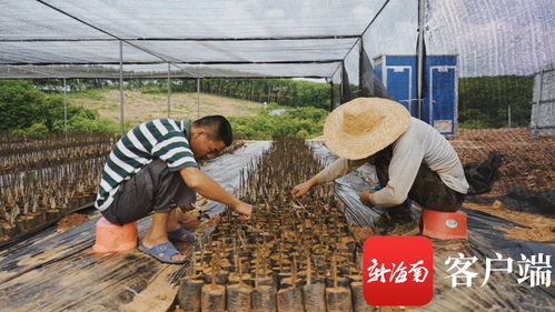 苗準新商機，種下二次創業夢——海墾龍江農場公司轉變思路描繪苗木產業新版圖