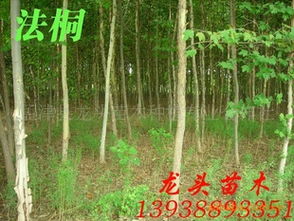 法桐、喬木、花灌木及灌木市場行情分析與價格指導——以孟津縣龍頭苗木種植專業合作社為例