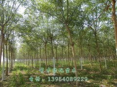 精品國槐，綠化優(yōu)選 5-10公分國槐苗木，定陶縣有才綠化苗木種植專業(yè)合作社專業(yè)供應(yīng)
