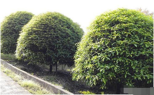 苗木市場遇冷背后 供需失衡與產(chǎn)業(yè)轉(zhuǎn)型的陣痛