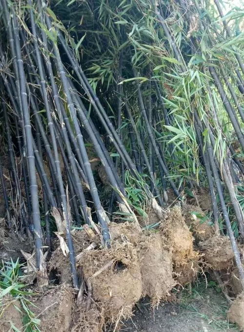 安吉其龍苗木種植場 深耕沃土，共贏綠色未來