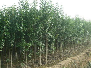 云虎農業 山東大葉女貞苗木栽培、栽植技術與應用價值解析