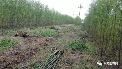綠化苗木的培育、栽植與管理 樹木種植經(jīng)營全流程指南