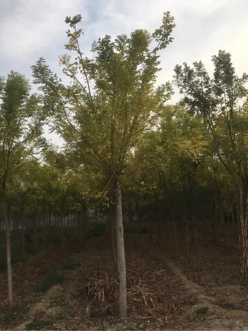 恭賀壽光炳中苗木入駐，攜手苗木通共筑綠色未來——專訪山東王新，深耕白蠟國槐種植經(jīng)營