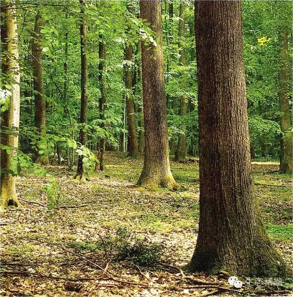 構(gòu)建以目標(biāo)樹為核心的現(xiàn)代森林經(jīng)營體系