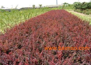 沭陽縣華泰苗木場 一站式苗木花卉批發(fā)與種植經(jīng)營服務(wù)