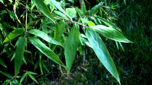 湖南地區2.5公分青竹價格行情與種植經營指南