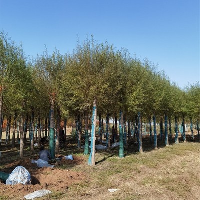 10公分饅頭柳與旱柳樹種植經(jīng)營全指南 規(guī)格、價格與管理要點