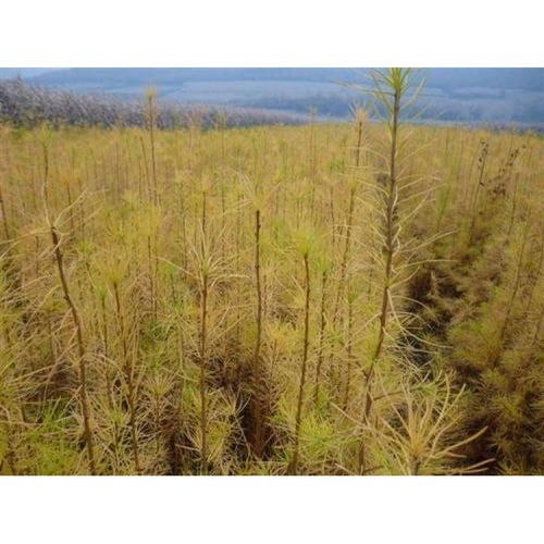 綠染荒山 通遼營養(yǎng)杯苗木的生態(tài)與經(jīng)濟雙贏之路