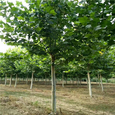 浙江5公分法桐價格走勢與法國梧桐種植經(jīng)營前景分析