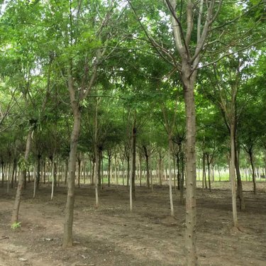 園林樹木種植公司 值得信賴的綠色合作伙伴