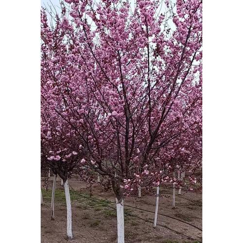 榆葉梅種植全攻略 廠家選擇、品牌推薦與養護要點